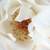 Biały  - Róże rabatowe grandiflora - floribunda - White Queen Elizabeth